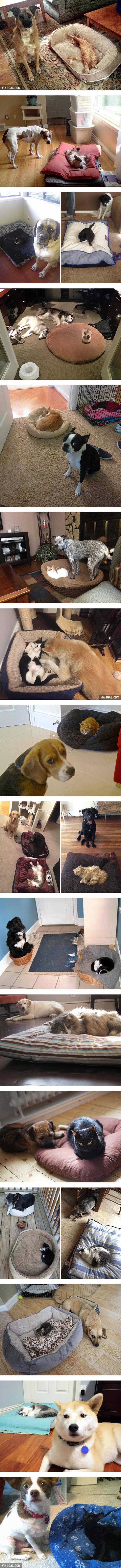 잠자리를 빼앗긴 강아지들 | 인스티즈