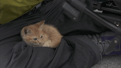 고양이가 위험한이유.... | 인스티즈