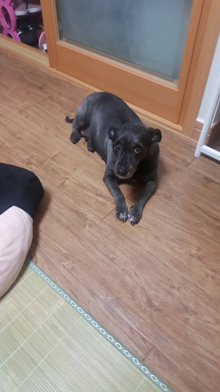 우리집 강아지를 잃어버렸어..꼭좀 봐줘ㅠㅠ | 인스티즈