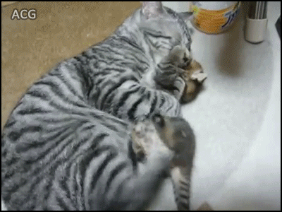 귀여운 내 새끼.gif | 인스티즈