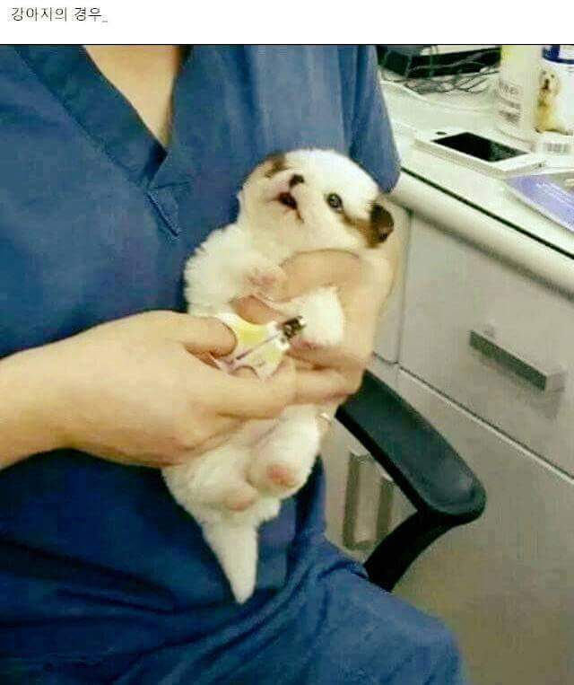 강아지와 고양이의 발톱 깎을때 차이 | 인스티즈