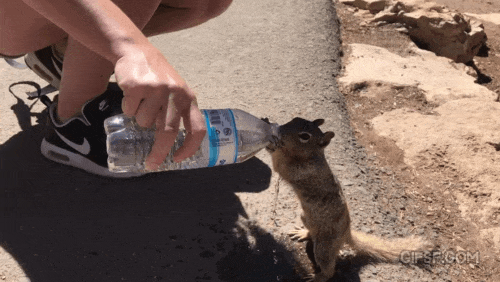 목이 너무 말랐던 야생다람쥐 결국...gif | 인스티즈