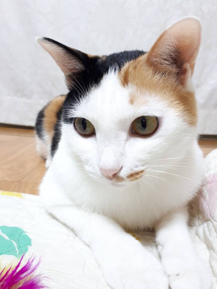 광주광역시 북구 동림동 부근에서 잃어버린 고양이를 찾습니다 | 인스티즈