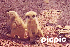 귀여운 동물들 | 인스티즈