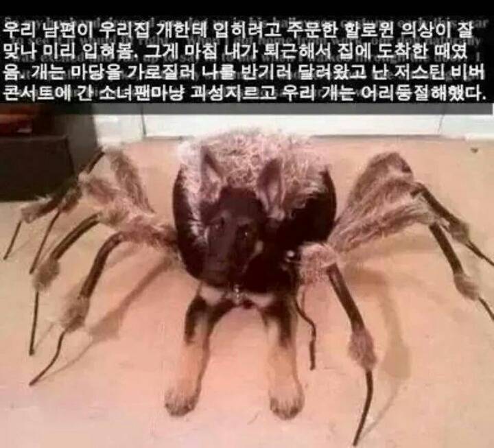 강아지들을 키우고 싶은 이유 | 인스티즈