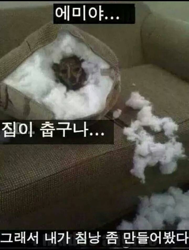 강아지들을 키우고 싶은 이유 | 인스티즈