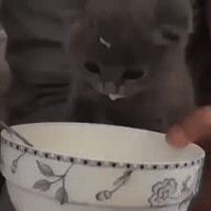 숟가락으로 우유먹는 회색 아가 고양이.gif | 인스티즈