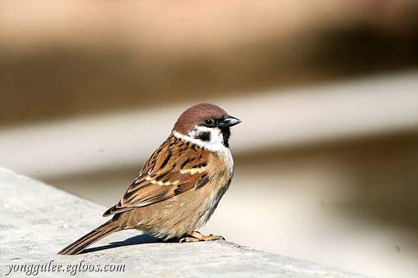 의외의 포식자 | 인스티즈