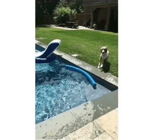 같이 놀고 싶은 멍뭉이.gif | 인스티즈