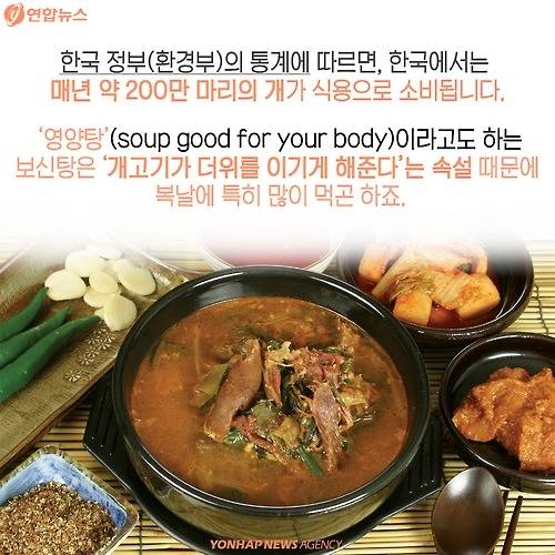 복날의 개를 좋아하세요? | 인스티즈