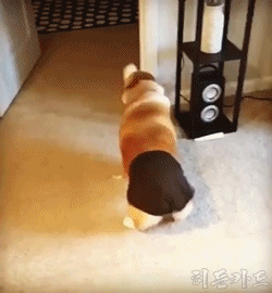 개님들 | 인스티즈