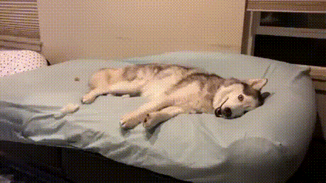 댕댕이가 삐졌을때 | 인스티즈