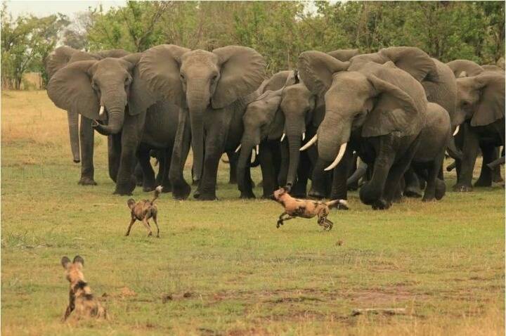 아프리카 최고의 깡패 | 인스티즈