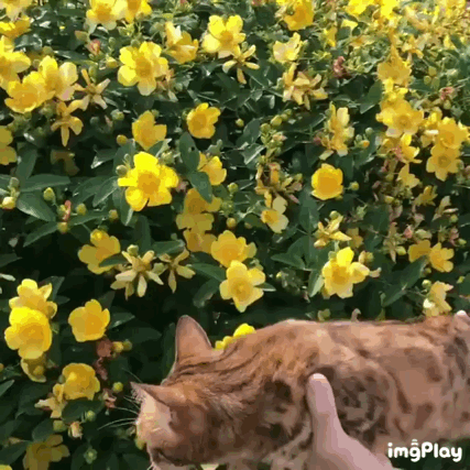 꽃밭을 날아다니는 냥이.gif | 인스티즈