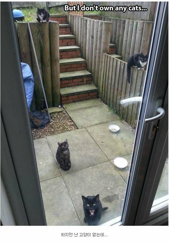 내 고양이 아님 | 인스티즈