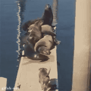 해군이기는 육군.gif | 인스티즈