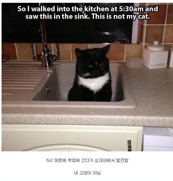 내 고양이 아님 | 인스티즈