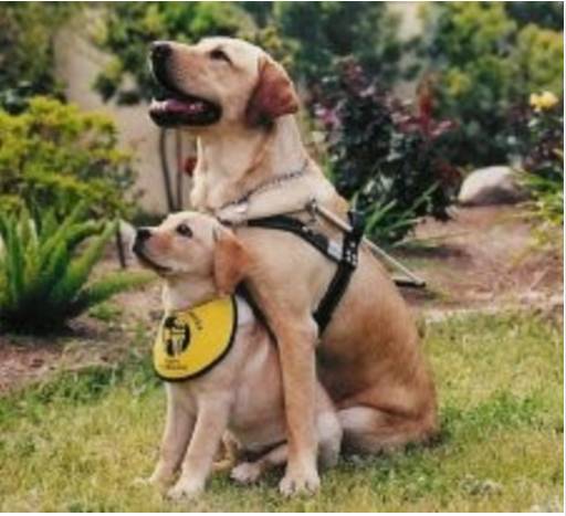 안내견에 대한 잘 몰랐던 사실들.. 그 개를 알고싶다! 안내견편!! | 인스티즈