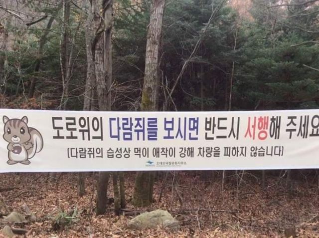 다람쥐를 보면 천천히 가야하는 이유 | 인스티즈