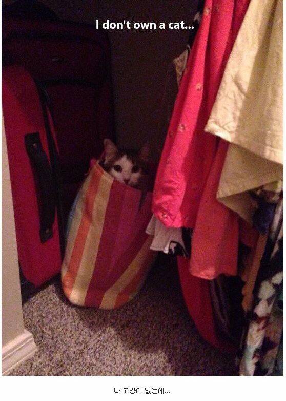 내 고양이 아님 | 인스티즈