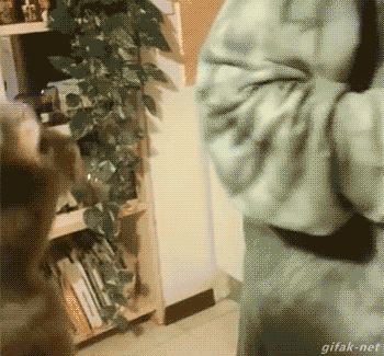 고양이 주인에게 앵기는...gif | 인스티즈