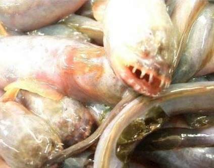 공포의 일본 라면 | 인스티즈