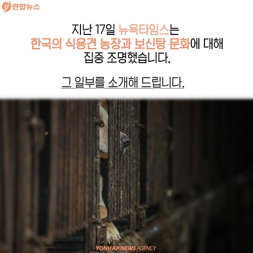 복날의 개를 좋아하세요? | 인스티즈