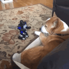 개와 로봇 | 인스티즈
