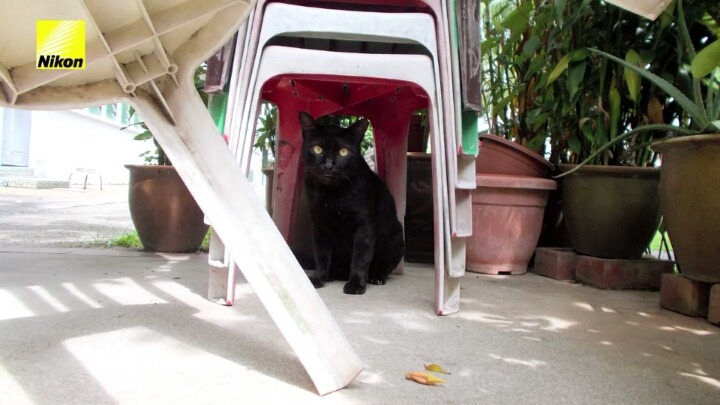 강아지의 심장이 뛰면 사진이 찍히는 사진기.jpg | 인스티즈