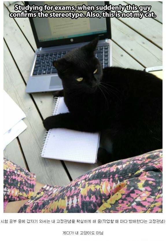내 고양이 아님 | 인스티즈