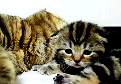 고양이의 자식 사랑. gif | 인스티즈