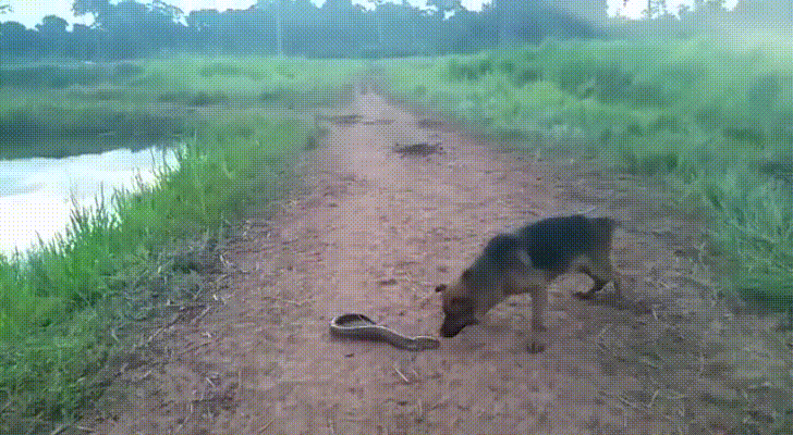 댕댕이 vs 전기뱀장어 | 인스티즈