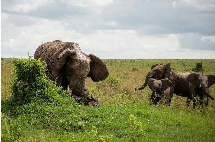 아프리카 최고의 깡패 | 인스티즈