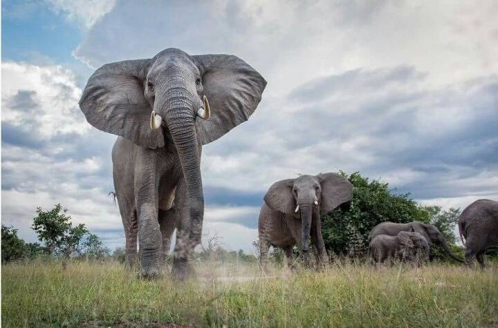 아프리카 최고의 깡패 | 인스티즈