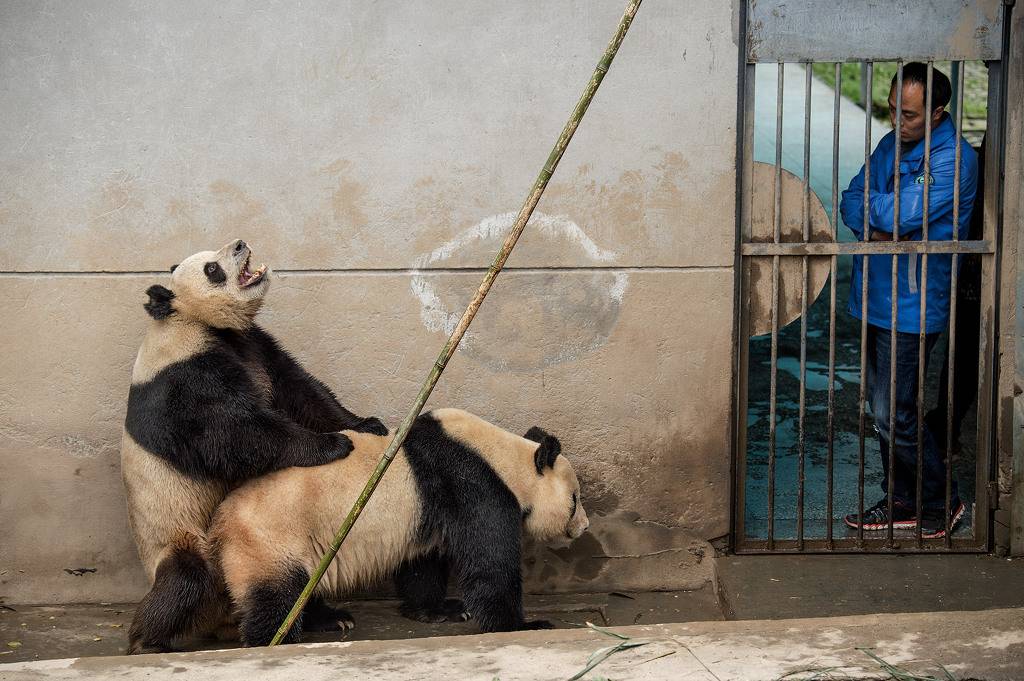중국 자이언트 판다 보존 연구센터 사진 | 인스티즈