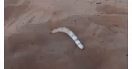 공포의 사막벌레 (혐오주의) | 인스티즈