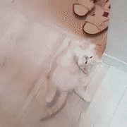 어이구 누가 고양이를 어질러놨네.gif | 인스티즈