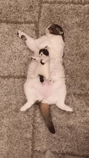 꿀잠 자는 아기고양이 | 인스티즈