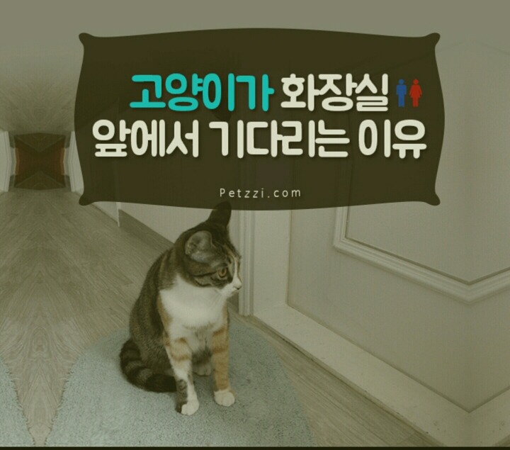 고양이가 화장실 문앞에서 기다리는 이유 | 인스티즈