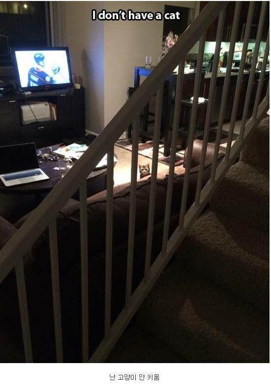 내 고양이 아님 | 인스티즈