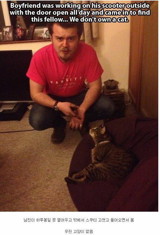 내 고양이 아님 | 인스티즈