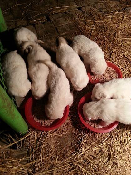 그레이트 피레이즈 가족.. | 인스티즈