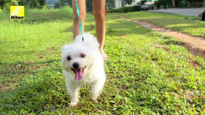 강아지의 심장이 뛰면 사진이 찍히는 사진기.jpg | 인스티즈