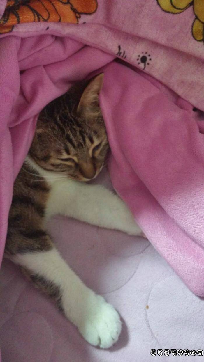 고양이를 싫어하던 떄가 있었다.(사진많음주의) | 인스티즈