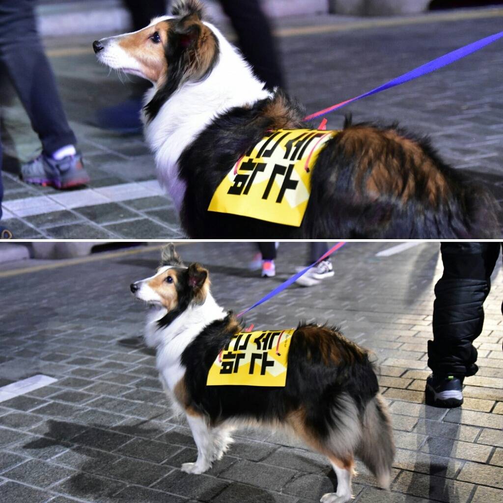 2017.02.18 촛불집회 현장사진 | 인스티즈