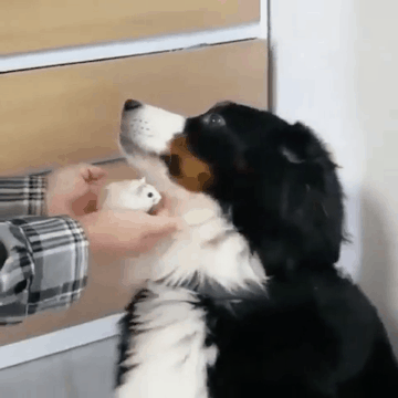 겁 많은 개.gif | 인스티즈