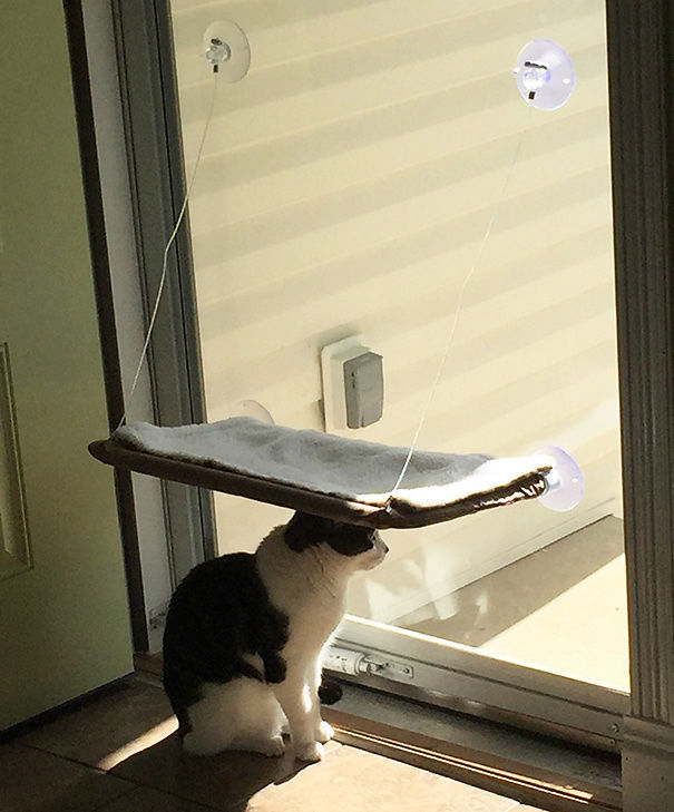 냥이들의 물건 사용법.jpg | 인스티즈