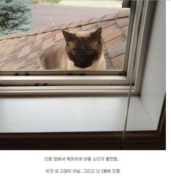 내 고양이 아님 | 인스티즈