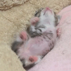 [움짤] 새끼 고양이 .gif | 인스티즈