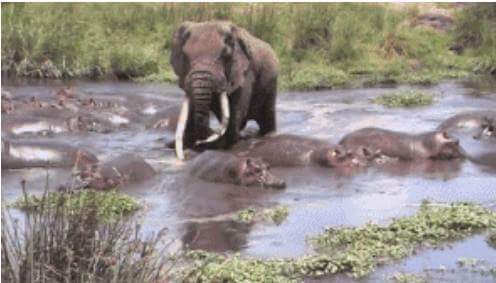 아프리카 최고의 깡패 | 인스티즈